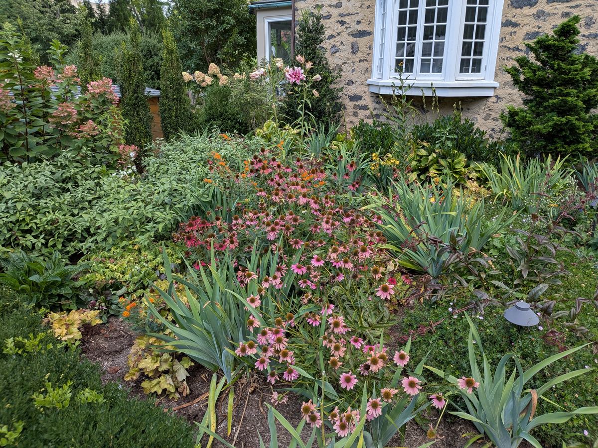 Late-summer perennial border in bloom