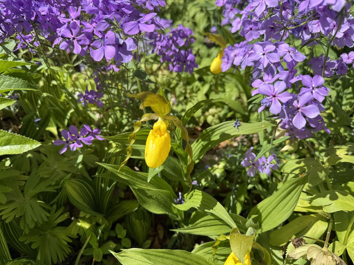 Flowering perennials in close detail