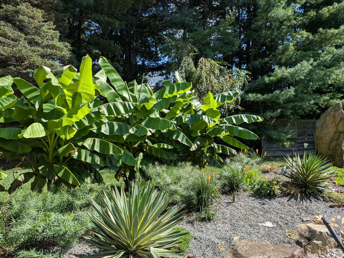 Lush foliage planting